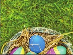 A close-up of a nest filled with colorful Easter eggs, including blue, purple, and yellow, resting on greenery. The nest is made of hay and twigs, placed on vibrant green grass.